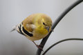North American Goldfinch