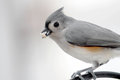 Titmouse