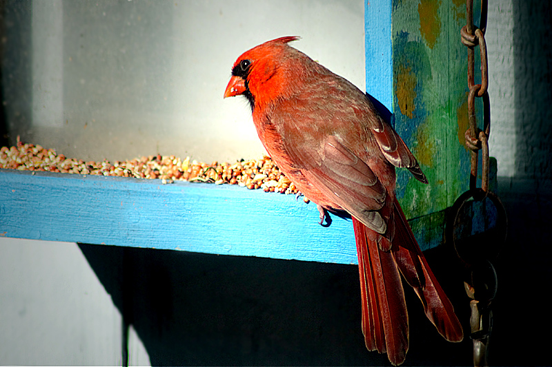 Cardinal Feeding