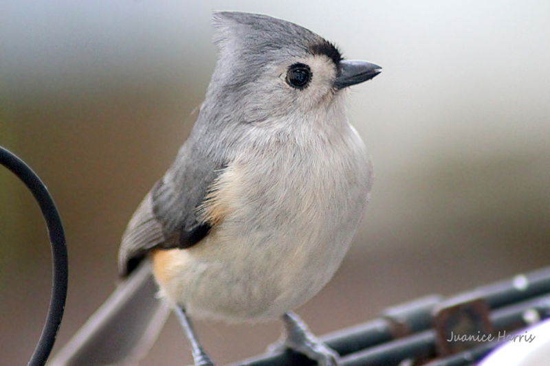 Titmouse