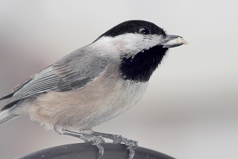 Black-Capped Chickadee