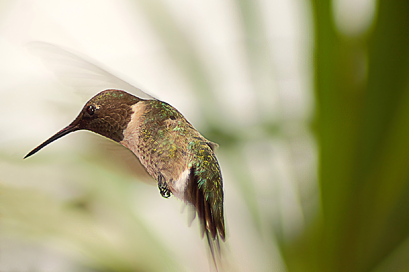In Flight