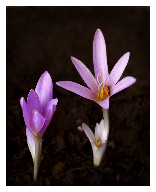 Autumn Crocus