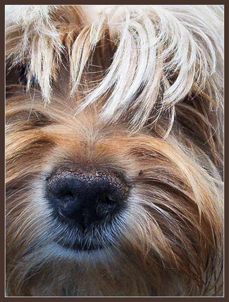 Nosey doggie