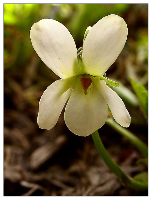 White violet