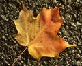 Autumn Gold