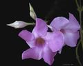 Picture Pretty Flowers