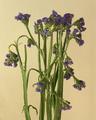 Tiny Purple Flowers