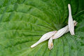 Fallen Hosta Flowerets after Rain