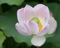 Blushing Lotus