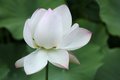 Purity
