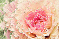 Pink and Pretty Cabbage