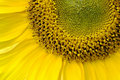 Sunny Day Sun