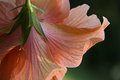 Backlit and Windblown