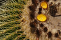 Blooming Cactus 