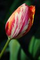 VariegatedTulip