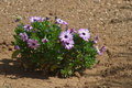 Blooming in the Desert