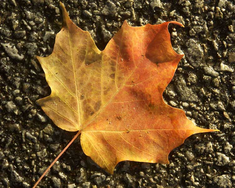 Autumn Gold