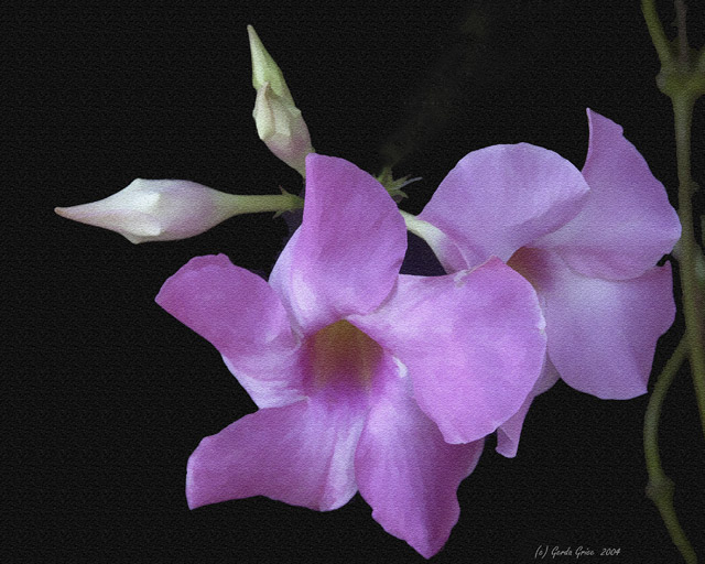 Picture Pretty Flowers