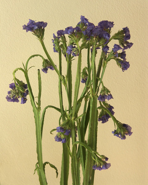 Tiny Purple Flowers