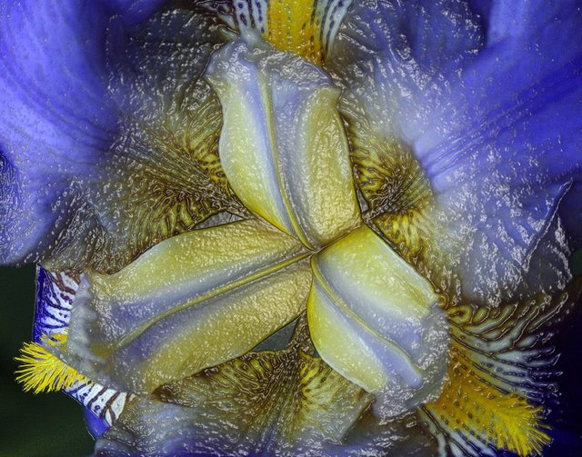 Iris Abstract