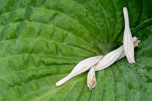 Fallen Hosta Flowerets after Rain