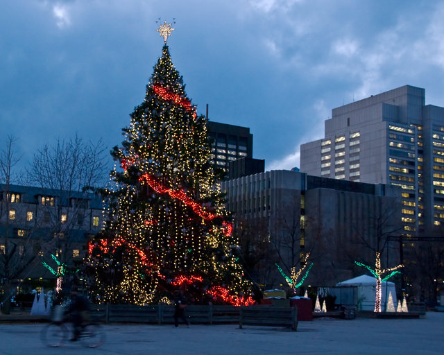 The Tree in the Square 