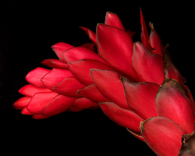 Ginger Flower