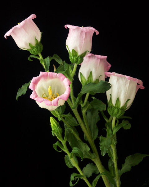Delicate Campanula