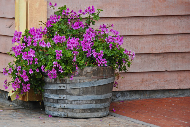 Beauty in a Barrel 