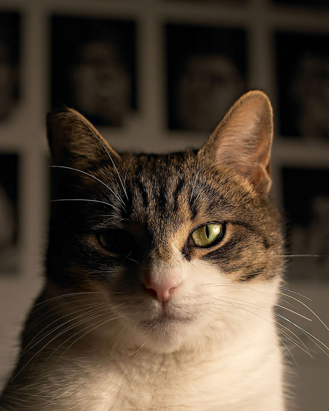 Felis Catus