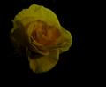 yellow rose