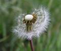 make a wish