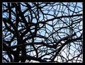 branches