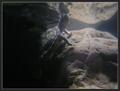 honu