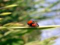 ladybugs