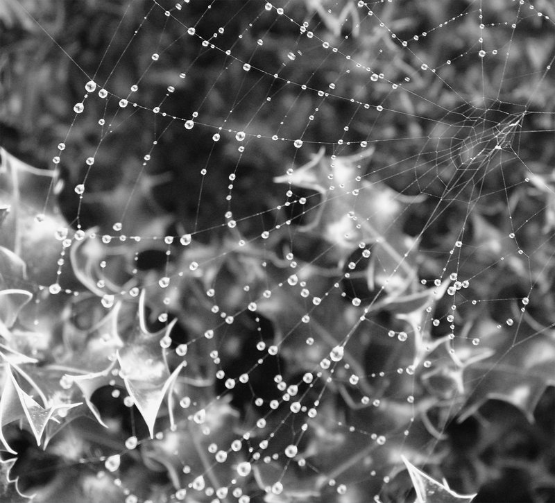 spidersweb