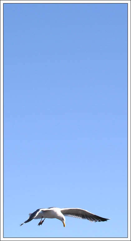 seagull in flight