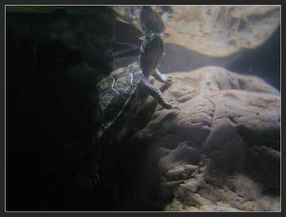 honu