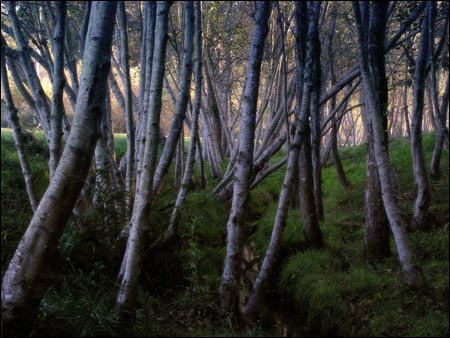 coopers gulch