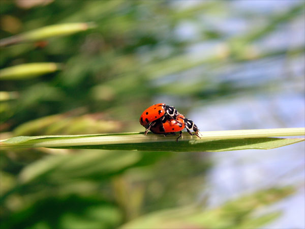 ladybugs