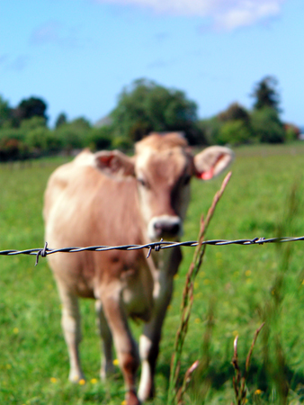 moooo