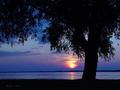 Willow and sunset