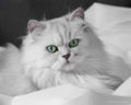 Cyrano