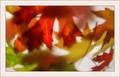 Autumn Light