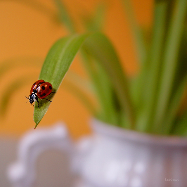 Coccinelle