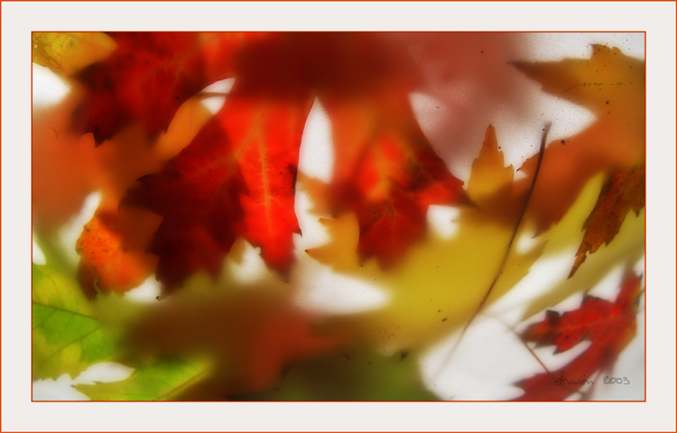 Autumn Light