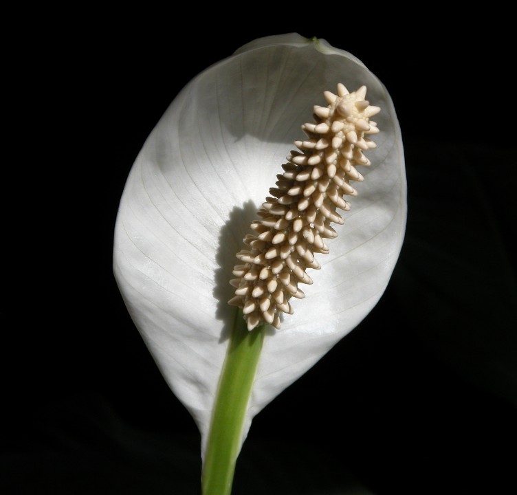 White Flower.JPG