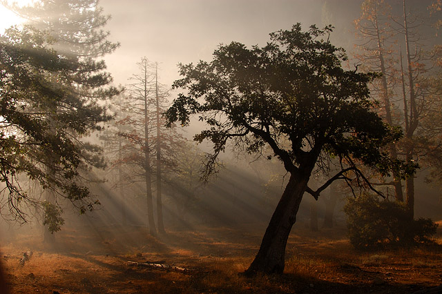 Forest Streaks in El Capitan Meadow, Yosemite.jpg