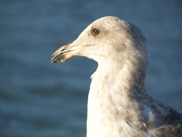 san fran gull